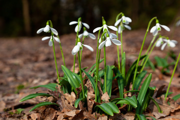 Flowers snowdrops. First beautiful snowdrops in spring.  Common snowdrop blooming. Galanthus nivalis bloom in spring forest. White tender flower primrose.