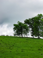 Fototapeta na wymiar Green Cow Pasture with a Threatening Sky