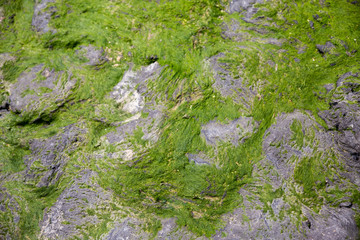 Close-up of Seaweed growing on rocky shore and visible at low tide. Selective Focus.