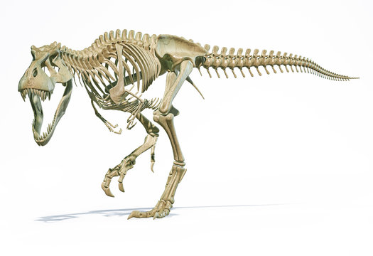 T-Rex full skeleton in dynamic pose. 3D illustration.
