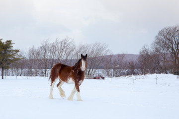 Fototapeta na wymiar Tall handsome chestnut Clydesdale horse with sabino markings seen mid-step walking in a snowy field during an early windy morning in a rural part of Quebec City, Quebec, Canada