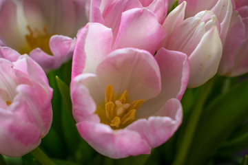 Obraz premium spring tulips white and pink