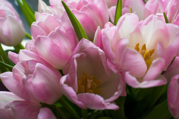 Obraz na płótnie Canvas spring tulips white and pink