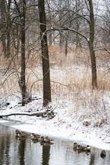 Canada geese catch a winter nap on the shoreline of the West Branch DuPage River in norther Illinois, USA.