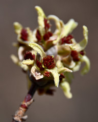 Fototapeta premium beautiful spring poplar buds close-up
