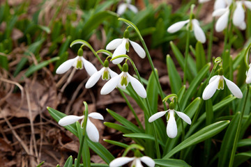 Flowers snowdrops. First beautiful snowdrops in spring.  Common snowdrop blooming. Galanthus nivalis bloom in spring forest. White tender flower primrose.