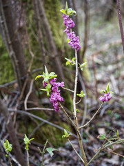 Na przedwiośniu w podmokłych dolinach strumieni zakwita Wawrzynek wilczełyko (Daphne mezereum L.) o aromatycznym zapachu.