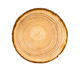 Wood slice with with growth rings isolated on white. Natural smooth wood texture.