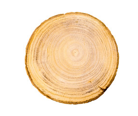 Obraz premium Wood slice with with growth rings isolated on white. Natural smooth wood texture.