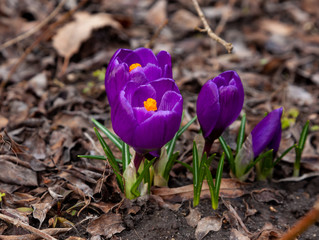 Obraz premium Crocus flower breaks out of the ground. A primrose in forest, a spring bloom crocus purple. From the core of which they make saffron spice.