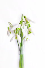 the first spring flowers in my garden are snowdrops