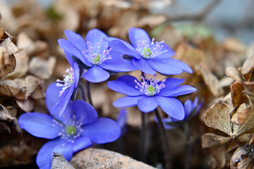 the first spring beautiful flower of the liverwort (Anemone hepatica)