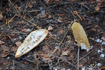 A fruit of an African baobab on the ground - closeup