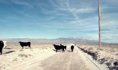 longhorn cows roaming by Road between Dell City and Guadalupe Mountains National Park in Texas. © JMP Traveler