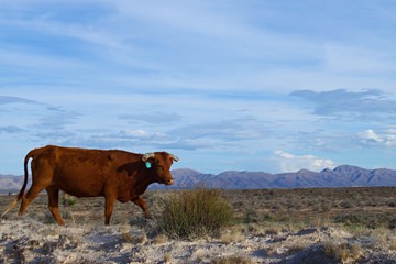 Solid red longhorn cow roaming by Road between Dell City and Guadalupe Mountains National Park in Texas.
