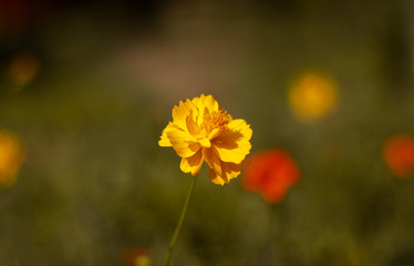Obraz premium beautiful marigold flower in red and yellow colour with green background.