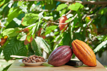 Table with cacao pods and plate with seed