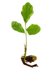 Keimling einer Eiche sprießt aus dem Samen - Isoliert