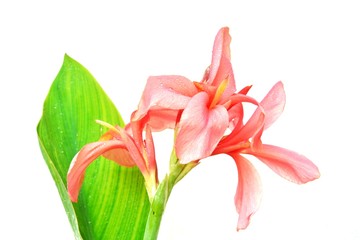 Pink Canna Lily flower on a white background