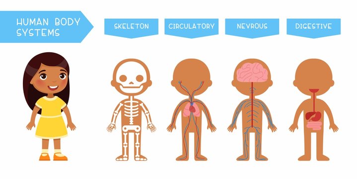 Human body systems educational kids banner flat vector template. Illustrated cute anatomy, internal organs structure for children. Cartoon skeleton, circulatory, nervous, digestive systems