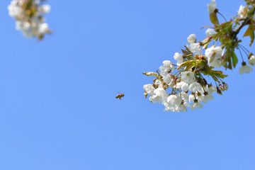 Kirschblüten im Frühjahr	