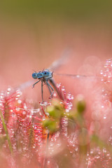 dragonfly trapped in sundew