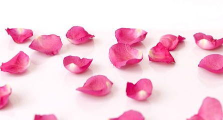 pink rose petals on a white background