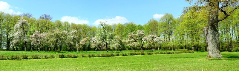 Fototapeta na wymiar Obstblüte im Frühling auf alter Obstplantage - Panorama