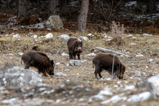 Cinghiale (Sus scrofa) - Tagliacozzo Aq