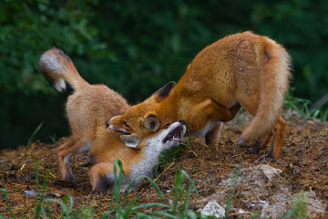  Two young Foxes playing together in field