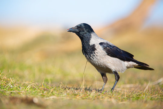 hooded crow / Corvus corone cornix / cioara griva