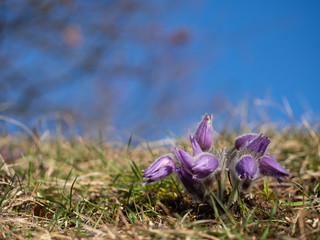 Group of Pulsatilla grandis blooming in the early sunny spring