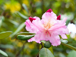 Obraz premium Blooming flowers of Rhododendron bush, azalea in spring