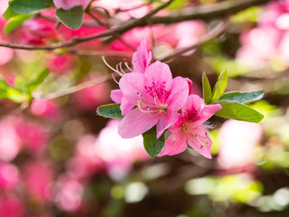 Fototapeta na wymiar Blooming flowers of Rhododendron bush, azalea in spring