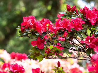 Blooming flowers of Rhododendron bush, azalea in spring