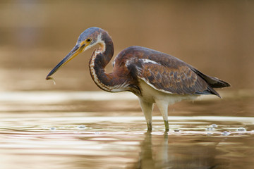 The tricolored heron, Egretta tricolor The bird is walking in the water America Florida Wildlife nature scene. golden light during sunrice 