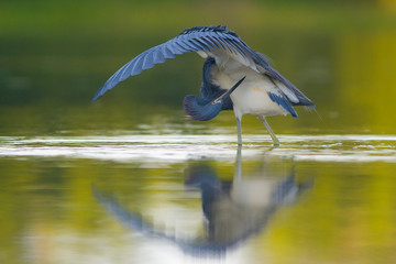 The tricolored heron, Egretta tricolor The bird is walking in the water America Florida Wildlife nature scene. golden light during sunrice 