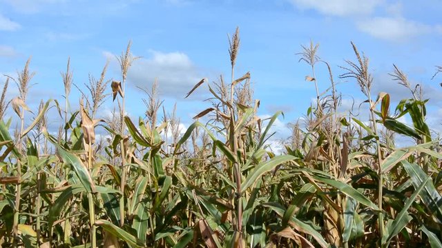 ma&iacute;z, viento y brisa en el maizal