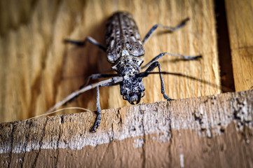 Scary Beetle Up Close 