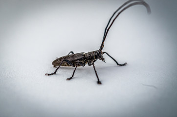 Hong Horn Beetle Up Close 