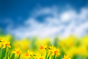 Fototapeta na wymiar Spring flowers of daffodils.