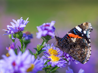 Red admiral butterfly (vanessa atalanta) sitting on Chrysanthemums flower
