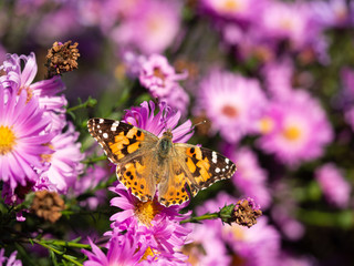 Fototapeta na wymiar Painted lady butterfly (vanessa cardui) sitting on Chrysanthemums flower