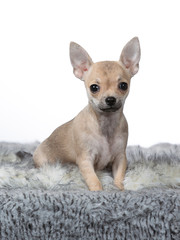 Cute and tiny Chihuahua puppy portrait. Image taken in studio with white background.