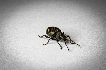 Beetle Up Close In Home 