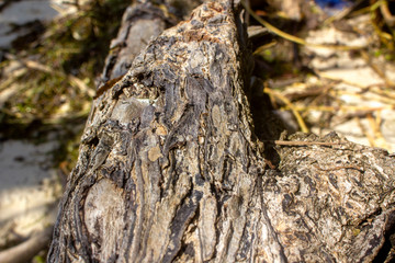 bark of a tree