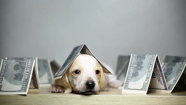footage of dog money table
