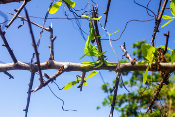 branch with leaves on blue sky