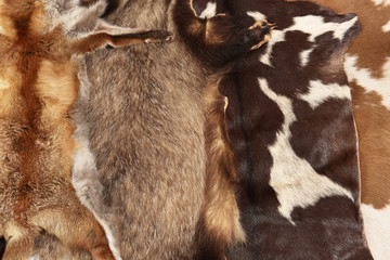 Tierfelle von Dachs, Fuchs, Kuh, Ziege - Tierfell Hintergrund