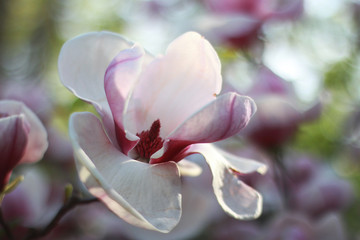 magnolia flower on a tree in a beautiful spring day bokeh background